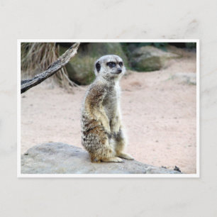 meerkat suricate vykort