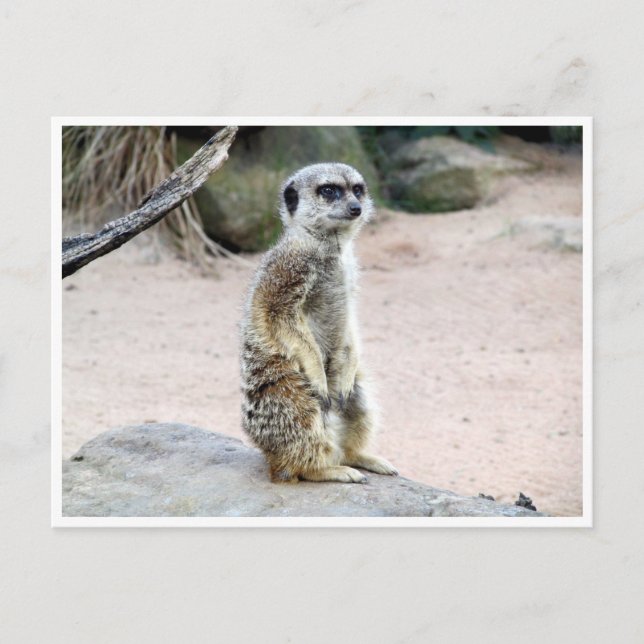 meerkat suricate vykort (Framsida)