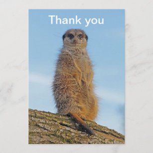 Meerkat Tack Kort