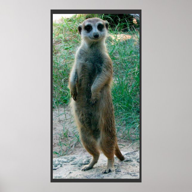 Meerkat Tall Poster (Framsidan)