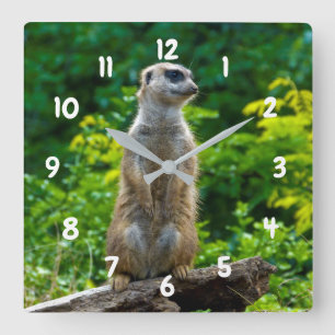 Meerkat tar tid på fyrkantig klocka