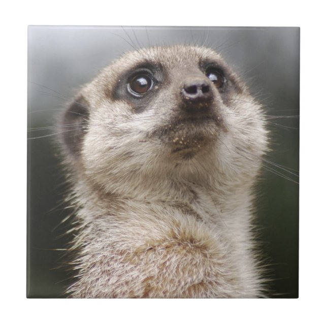 Meerkat Tile Kakelplatta (Framsidan)