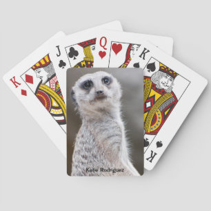 Meerkat Tittar dig Casinokort