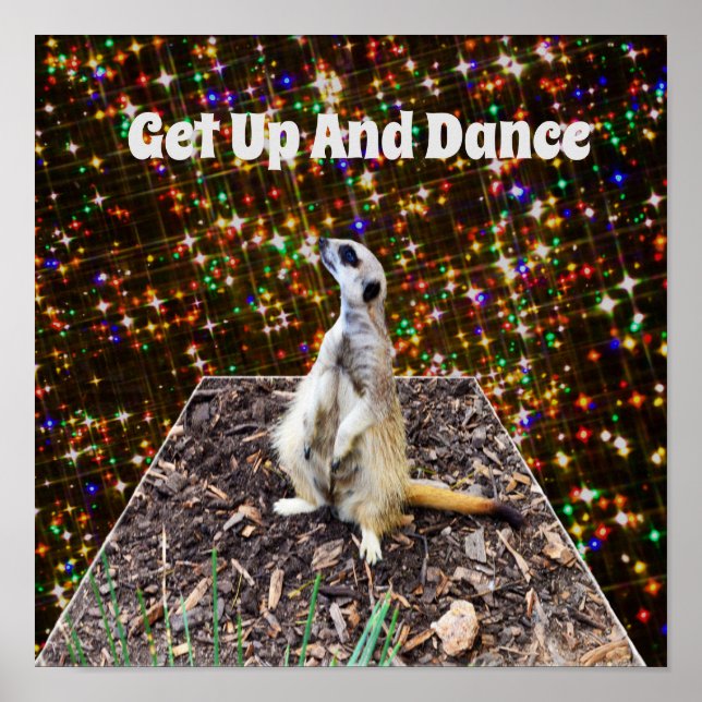 Meerkat Twinkle Stars, Poster (Framsidan)