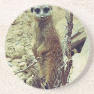 Meerkat Underlägg