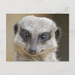 Meerkat Up Close Vykort