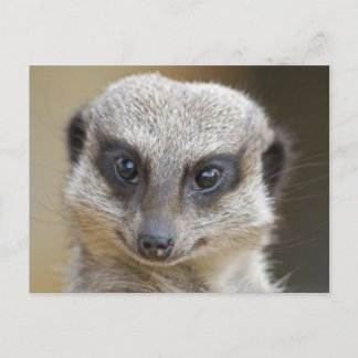 Meerkat Up Close Vykort