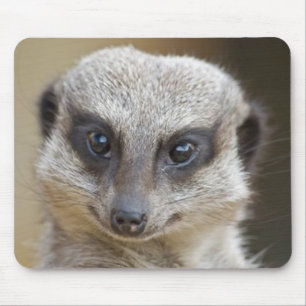 Meerkat upp slut musmatta