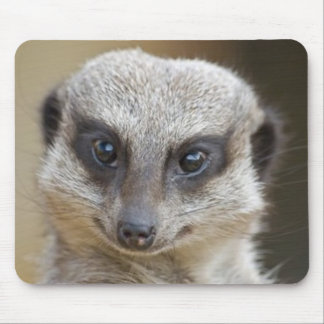 Meerkat upp slut musmatta