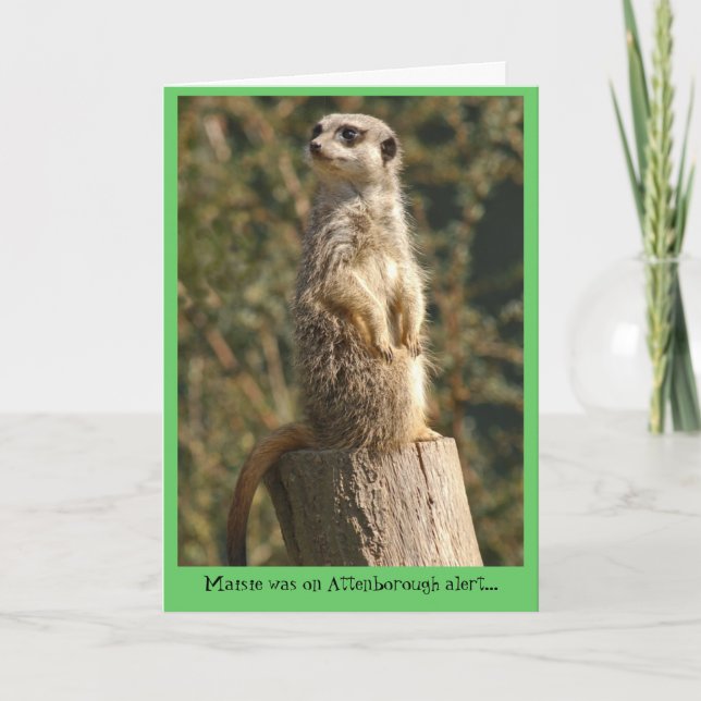 Meerkat vaket kort (Framsida)