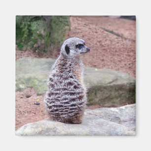 meerkat-vakt magnet