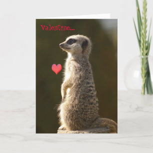 Meerkat valentinkort 005 helgkort