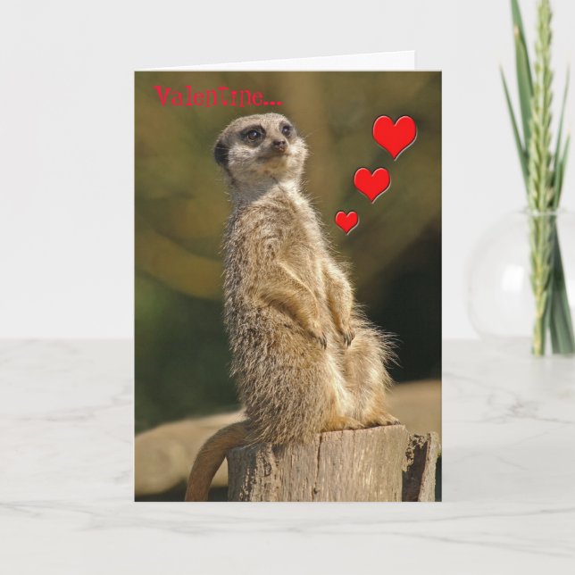 Meerkat valentinkort 006 helgkort (Framsida)