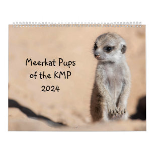 Meerkat-Valper från KMP 2024 Kalender