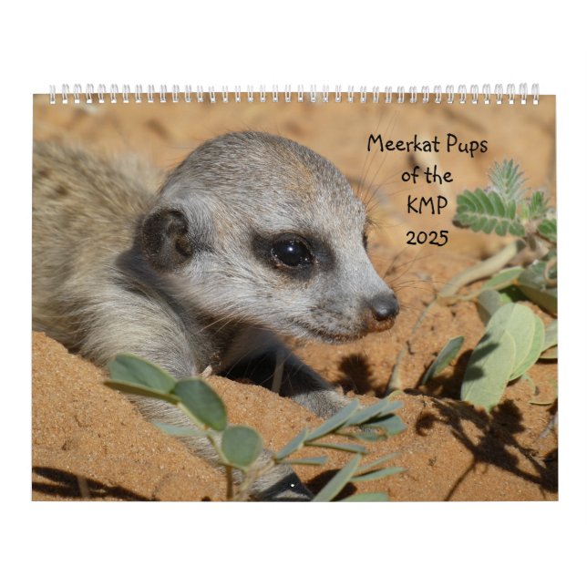 Meerkat-Valper i KMP 2025-kalendern Kalender (Omslag)
