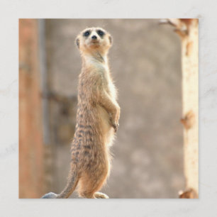 Meerkat vid inbjudningar att uppmärksamma