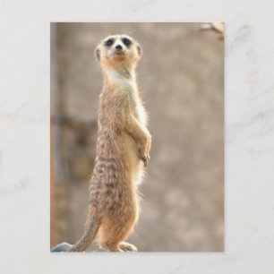 Meerkat vid vaktkort vykort