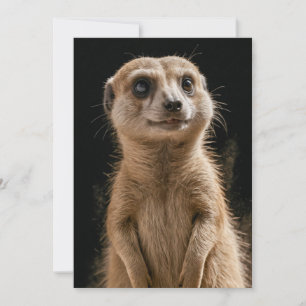 Meerkat Vild Animal Elegant Dramatic Mist Porträtt Meddelande