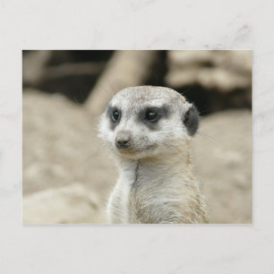 Meerkat Vykort