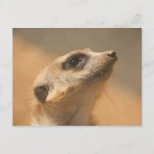 Meerkat Vykort