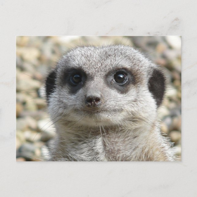 Meerkat Vykort (Framsida)