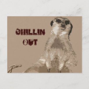 meerkat vykort