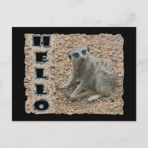 Meerkat Vykort