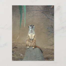 Meerkat Vykort
