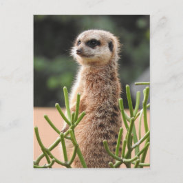 Meerkat Vykort
