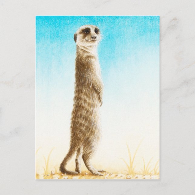 Meerkat vykort (Framsida)