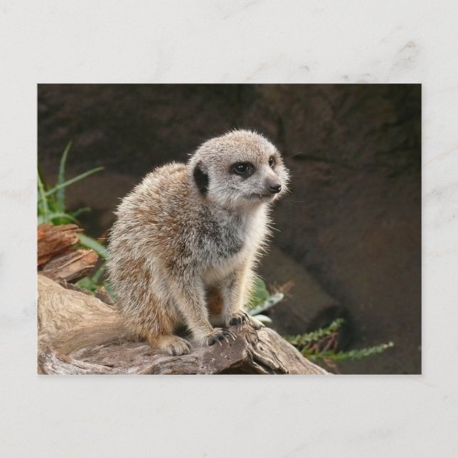 Meerkat Vykort (Framsida)