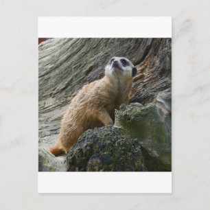Meerkat Vykort