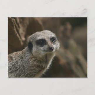 Meerkat vykort
