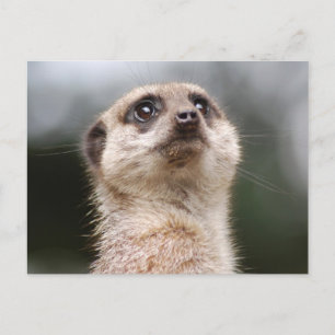 Meerkat vykort