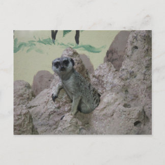 Meerkat Vykort