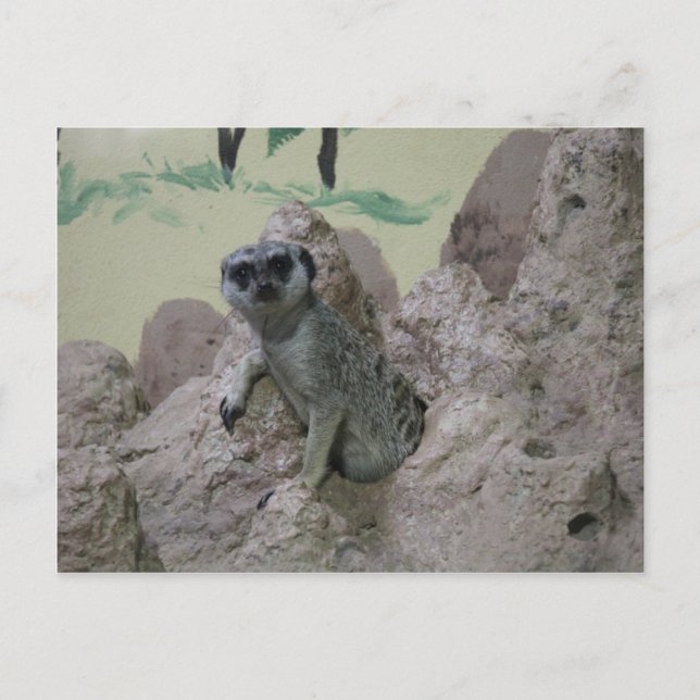 Meerkat Vykort (Framsida)