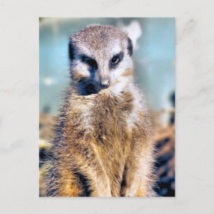 MEERKAT VYKORT