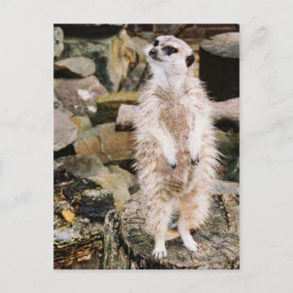 Meerkat vykort