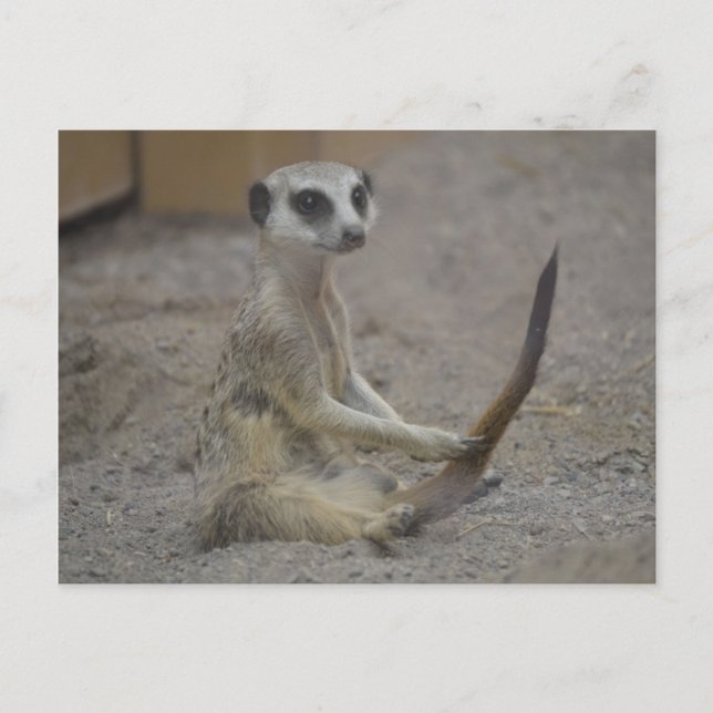 Meerkat Vykort (Framsida)