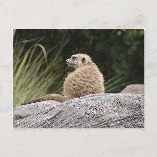 Meerkat vykort
