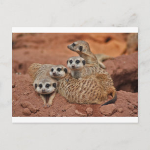 Meerkat Vykort