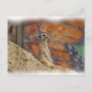 Meerkat vykort