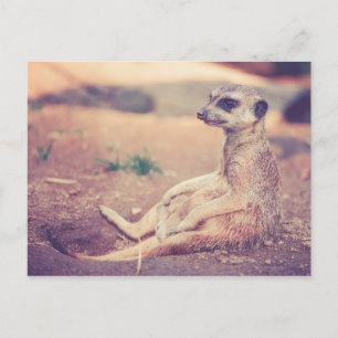 Meerkat Vykort