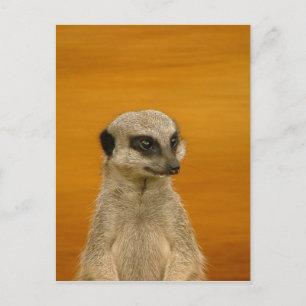 Meerkat Vykort