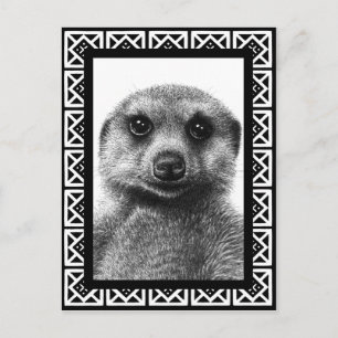 Meerkat vykort