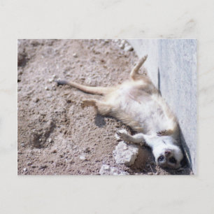 Meerkat vykort (004)