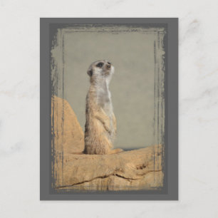 Meerkat-vykort för insamling vykort