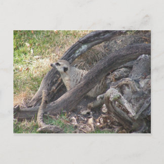 Meerkat-vykort Vykort