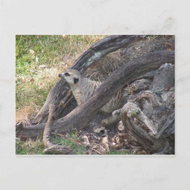 Meerkat-vykort Vykort (Framsida)