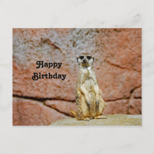 Meerkat Wildlife Photo Birthday Vykort